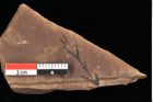 Foto (Detailansicht) von Glyptostrobus ungeri Heer (NHMW-GEO-2024-0188-0181)